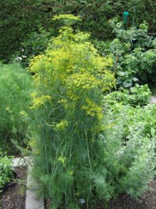 Dill im Garten